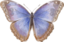 Morpho Helenor