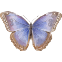download Morpho Helenor clipart image with 0 hue color