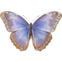 Morpho Helenor