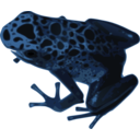 Azureus Frog