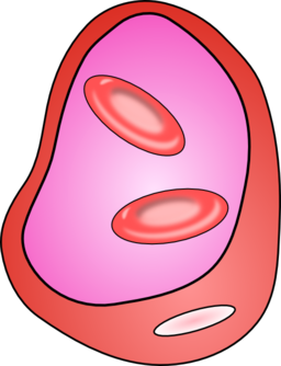 Blood Vessel With Erythrocites