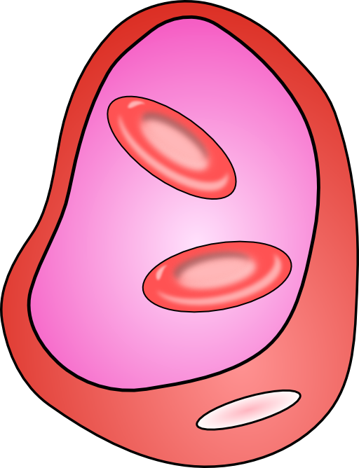 Blood Vessel With Erythrocites