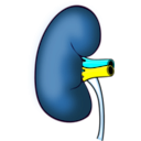 download Kidney clipart image with 180 hue color