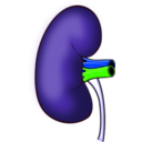 download Kidney clipart image with 225 hue color