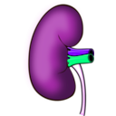 download Kidney clipart image with 270 hue color