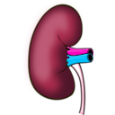 download Kidney clipart image with 315 hue color