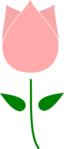 Tulip Flower