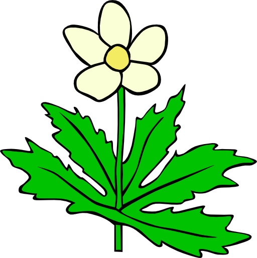 Gg Anemone Canadensis
