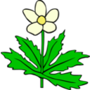 download Gg Anemone Canadensis clipart image with 0 hue color