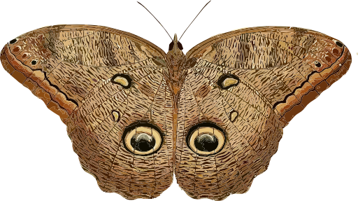 Caligo Eurilochus