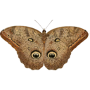 download Caligo Eurilochus clipart image with 0 hue color