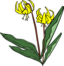 Gg Erythronium Grandiflorum