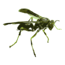 download Wasp 16c clipart image with 45 hue color