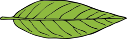 Lanceolate Leaf 2