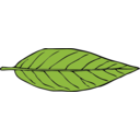 Lanceolate Leaf 2