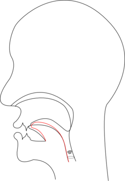 Midsagittal J Voiced Postalveolar Affricate