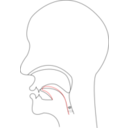 Midsagittal J Voiced Postalveolar Affricate