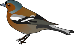 Male Chaffinch