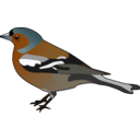 Male Chaffinch