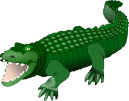 Crocodile