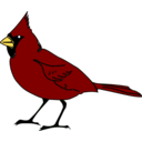 Cardinal