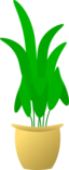 Plant In Pot