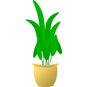 Plant In Pot