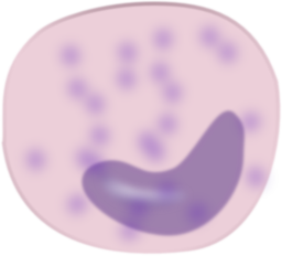 Monocyte