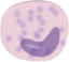 Monocyte