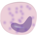 Monocyte