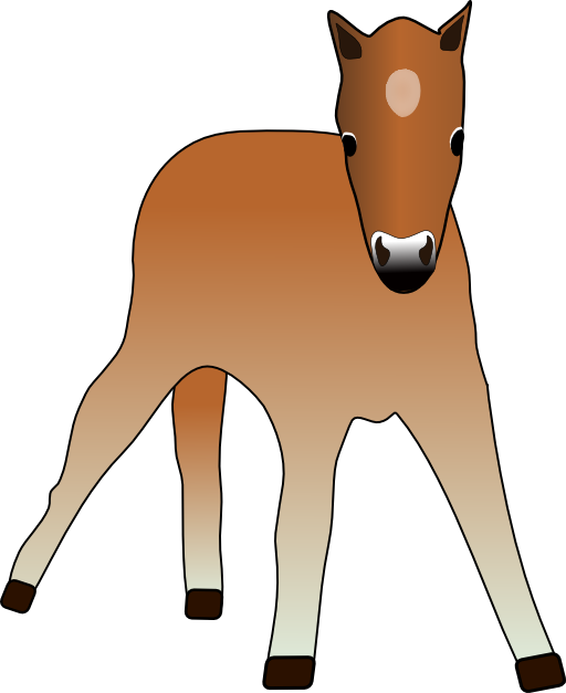 Foal