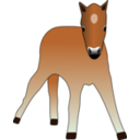 Foal