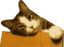 Relaxed Cat Bg Removed