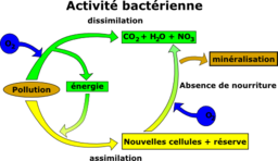 Elimination De La Pollution