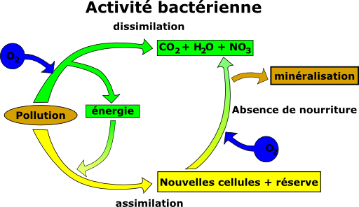 Elimination De La Pollution