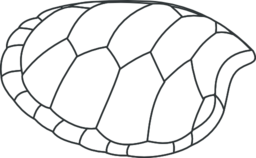 Hoof Of Green Turtle