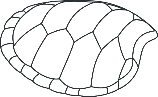 Hoof Of Green Turtle