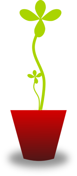 Tender Plant