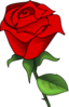 Red Rose