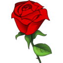 Red Rose