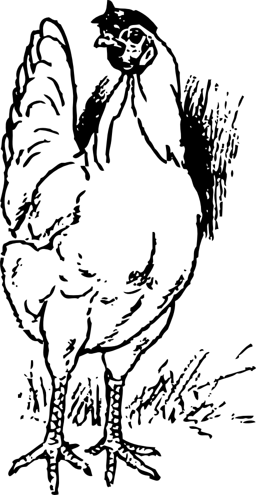 Chicken