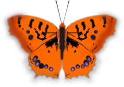Mariposa Pirata
