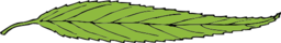 Lanceolate Leaf