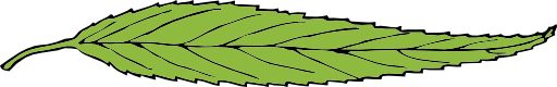 Lanceolate Leaf