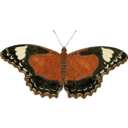 Cethosia Cydippe