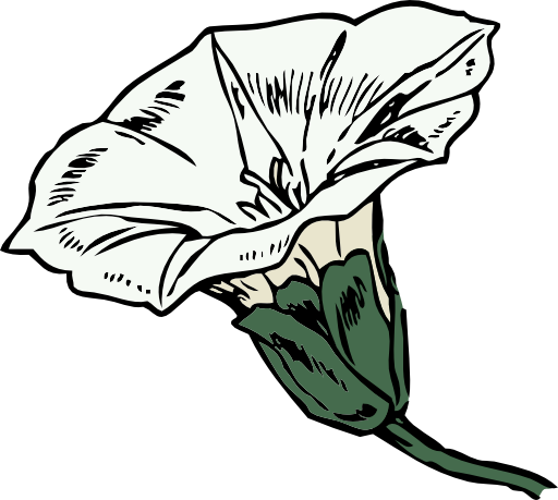Bindweed