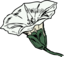 Bindweed