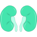 download Kidney Reins clipart image with 135 hue color