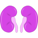 download Kidney Reins clipart image with 270 hue color
