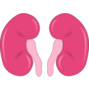 download Kidney Reins clipart image with 315 hue color